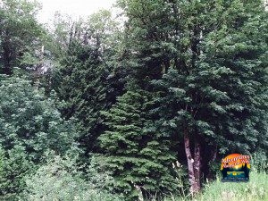 The state of Washington is beautiful - lush and green (from all the rain!)