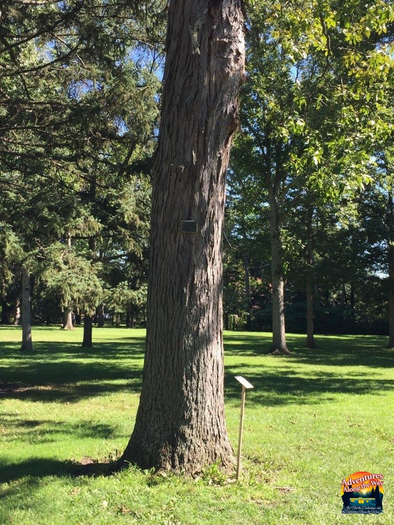 Grover Cleveland Tree