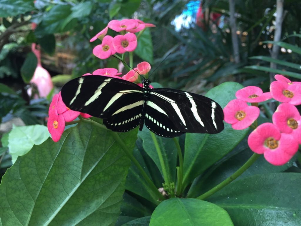 Key West Butterfly and Nature Conservatory