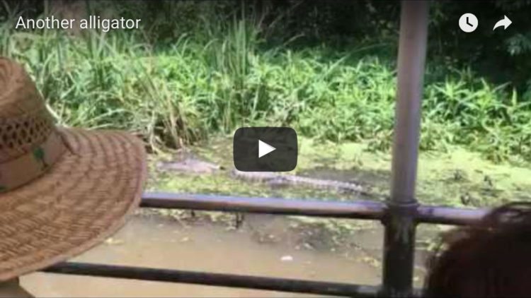 swamp-alligator