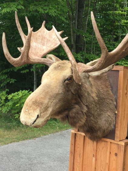 Moosehead at Tahquamenon Falls State Park